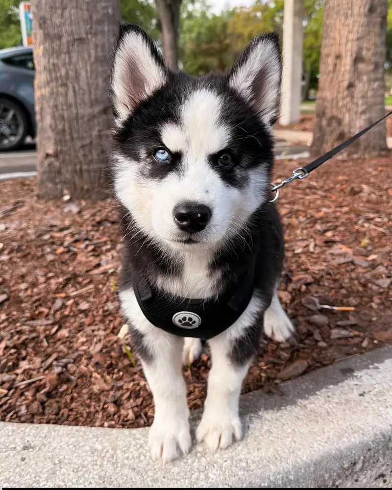 Siberian husky for sale vaccinated — photo 2