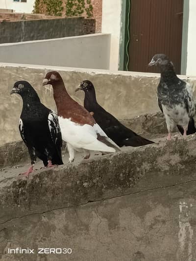 mix pijaons