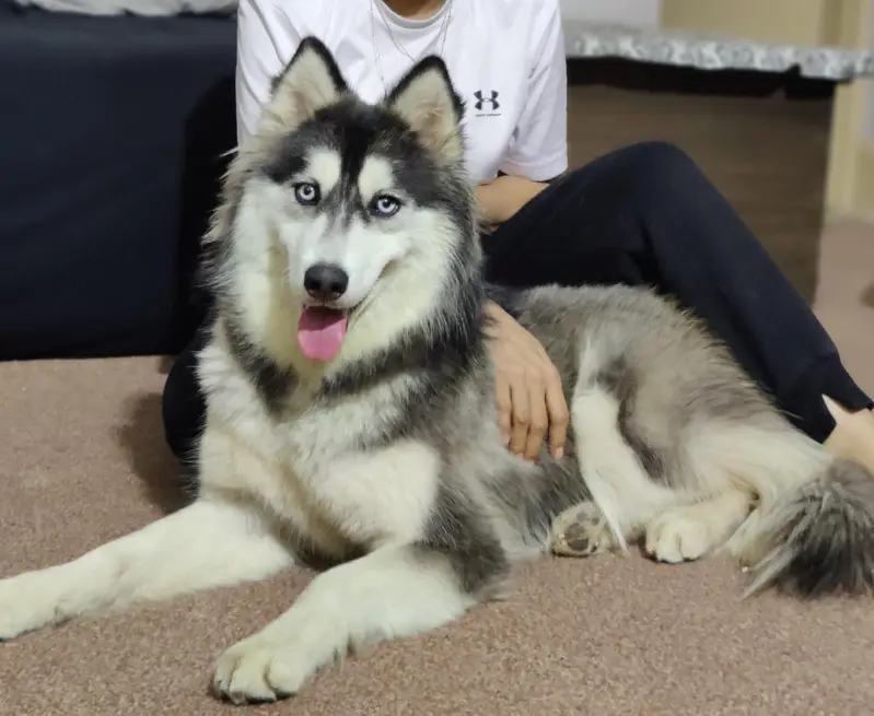 Siberian husky female dog