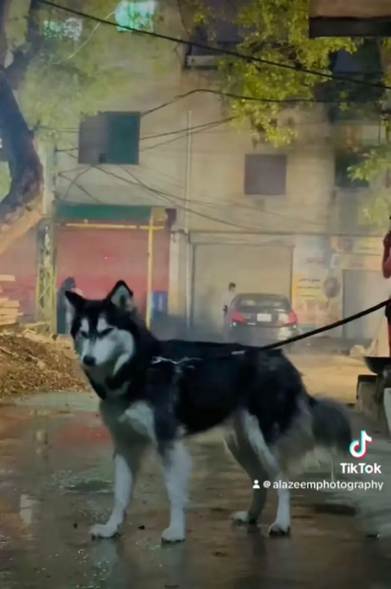 Siberian husky female dog — photo 2