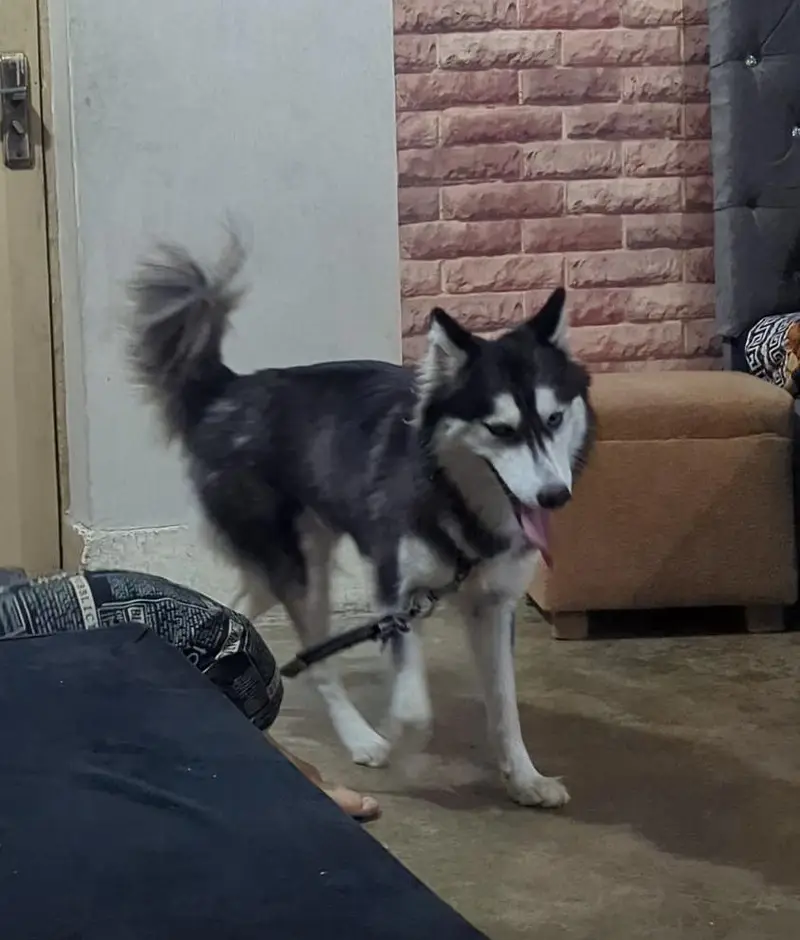 Siberian husky female dog — photo 3