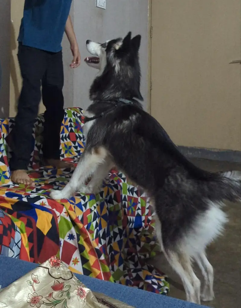 Siberian husky female dog — photo 5