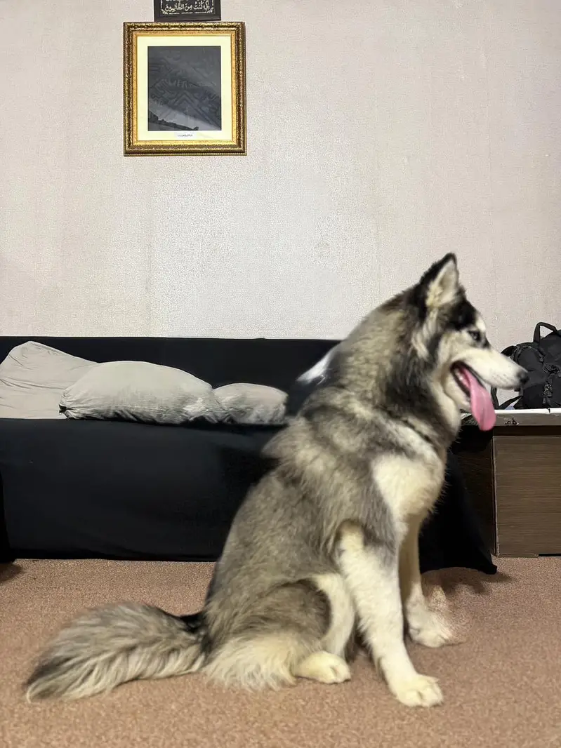 Siberian husky female dog — photo 6