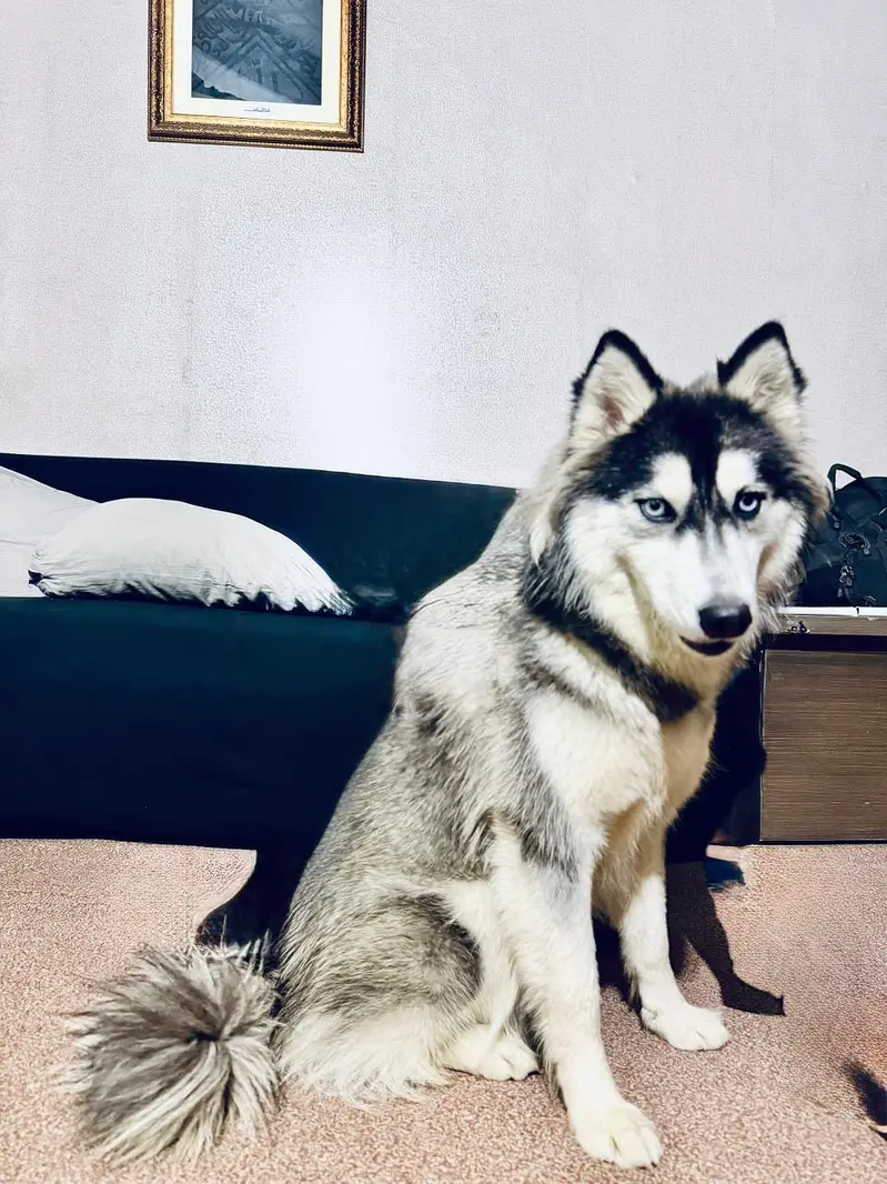 Siberian husky female dog — photo 7