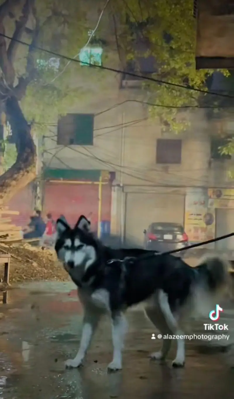Siberian husky female dog — photo 8