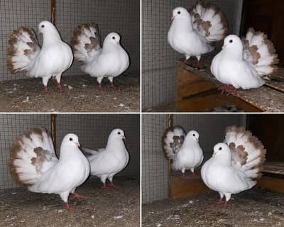 laka pigeon & kabootar