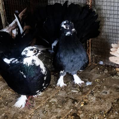 laka pigeon & kabootar