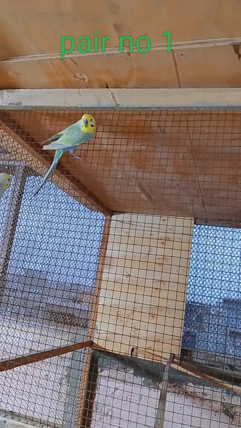 rainbow budgie — photo 2