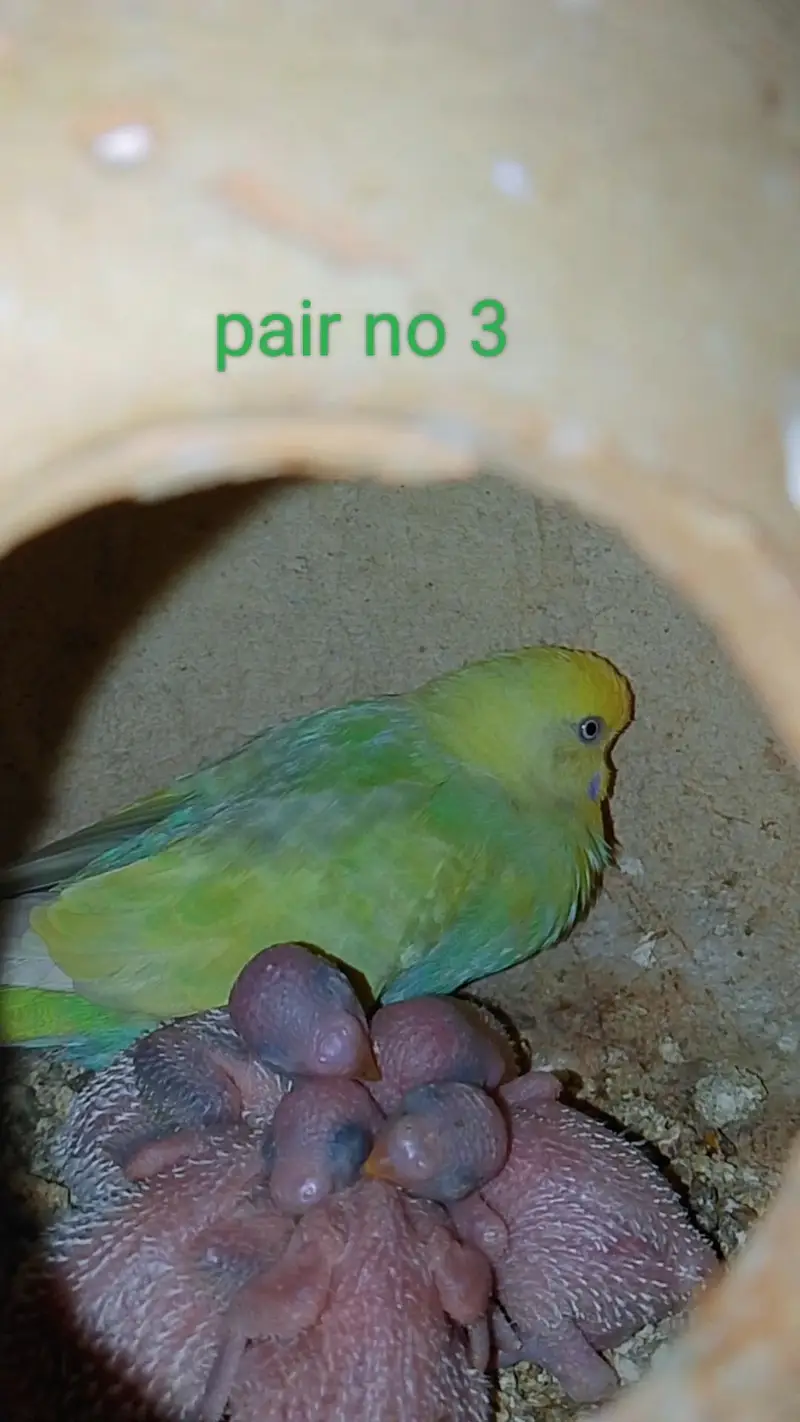 rainbow budgie — photo 3