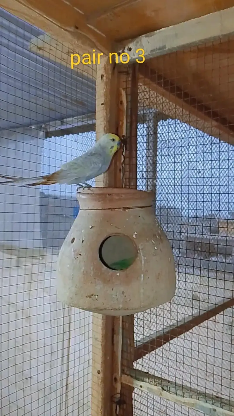 rainbow budgie — photo 4
