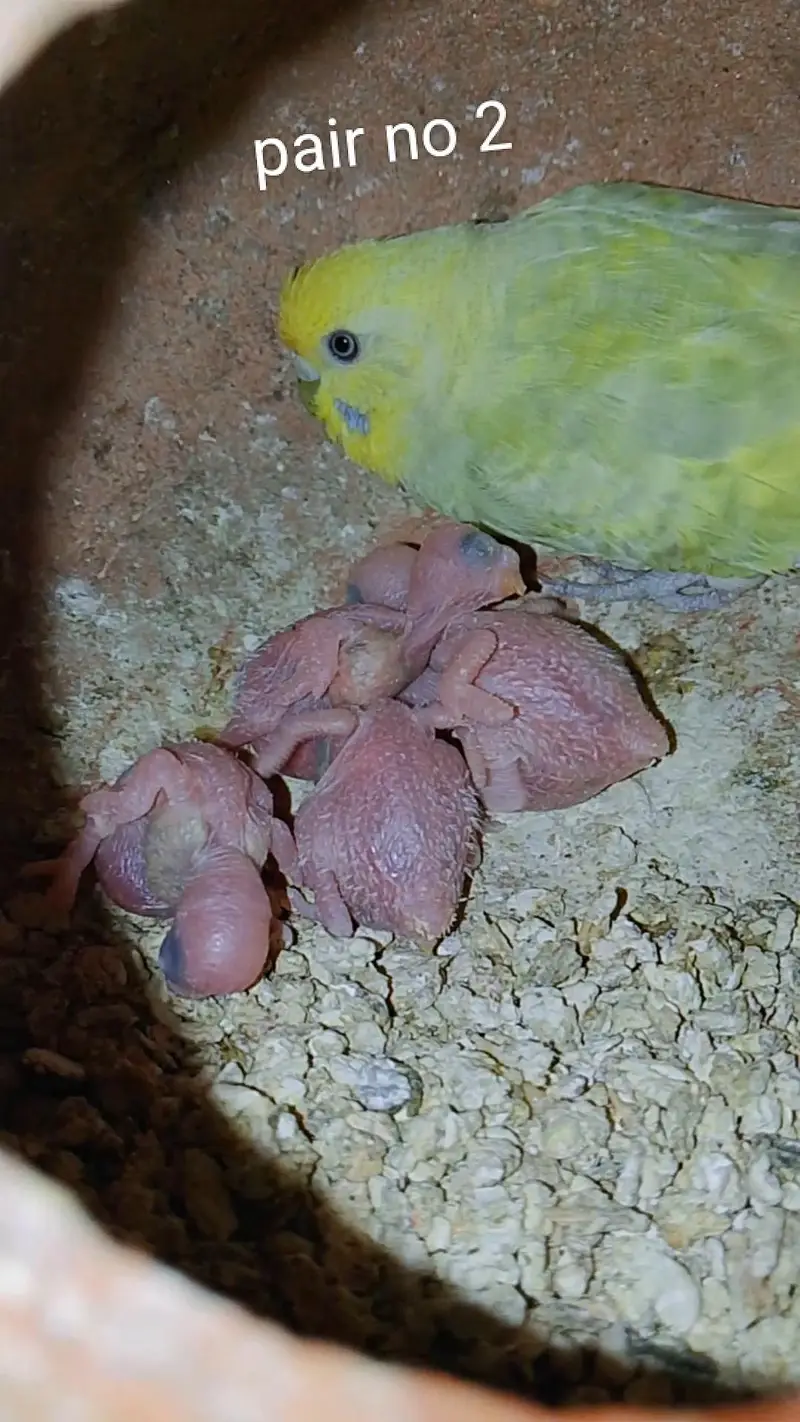 rainbow budgie — photo 5