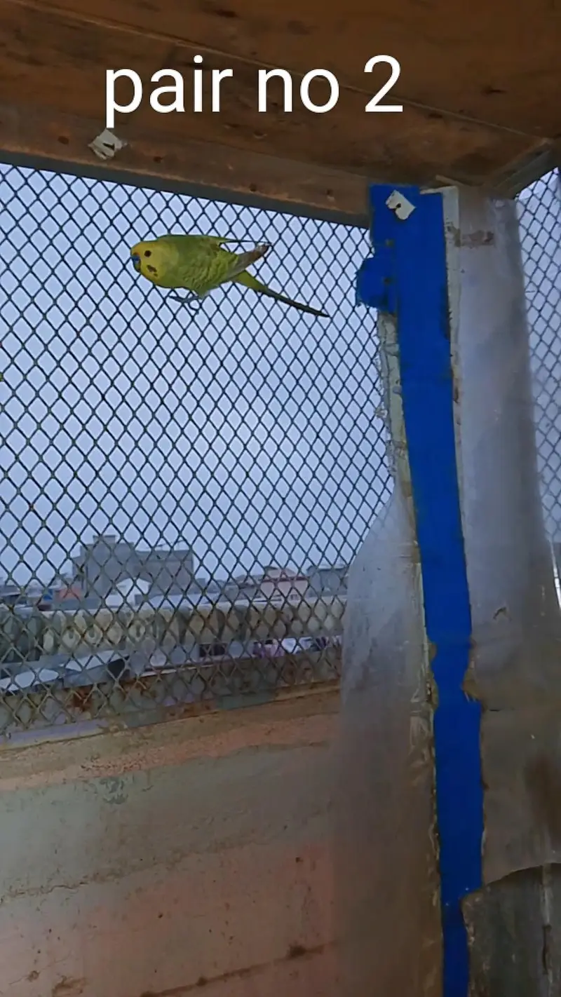 rainbow budgie — photo 6