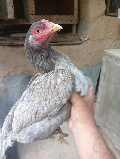 Aseel Murgi For Sale 03056348278