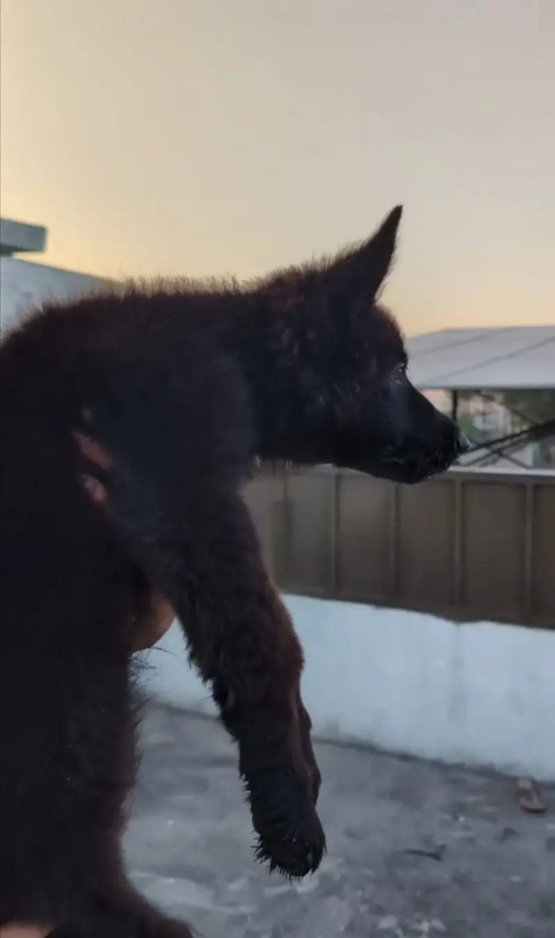 2 vaccine ok hay long coat king shepherd male