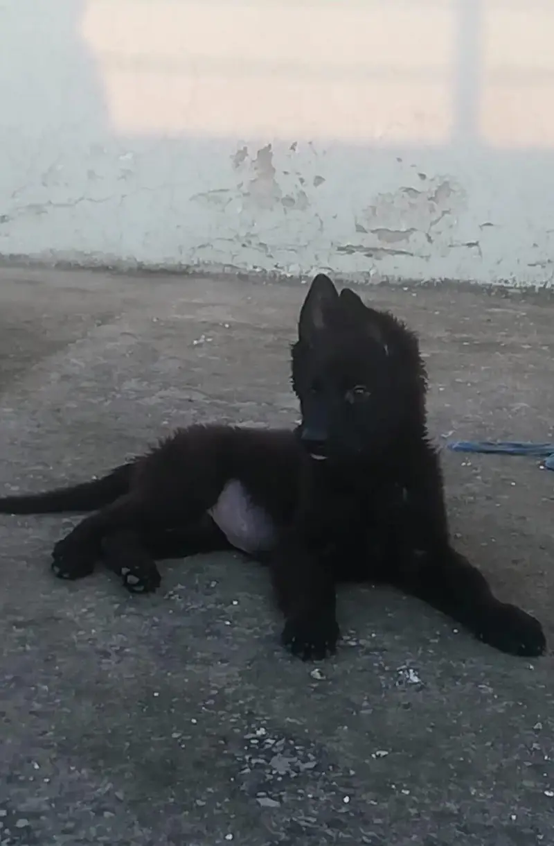 2 vaccine ok hay long coat king shepherd male — photo 2