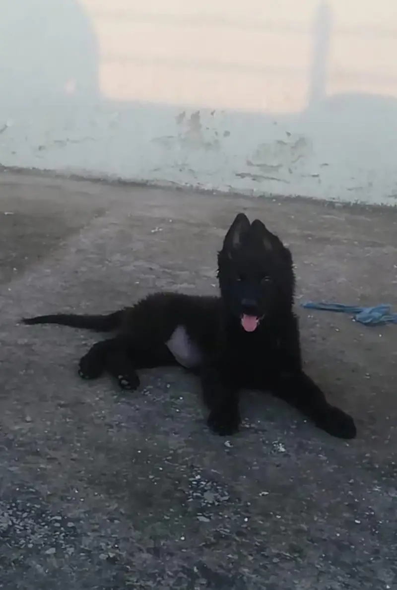 2 vaccine ok hay long coat king shepherd male — photo 3