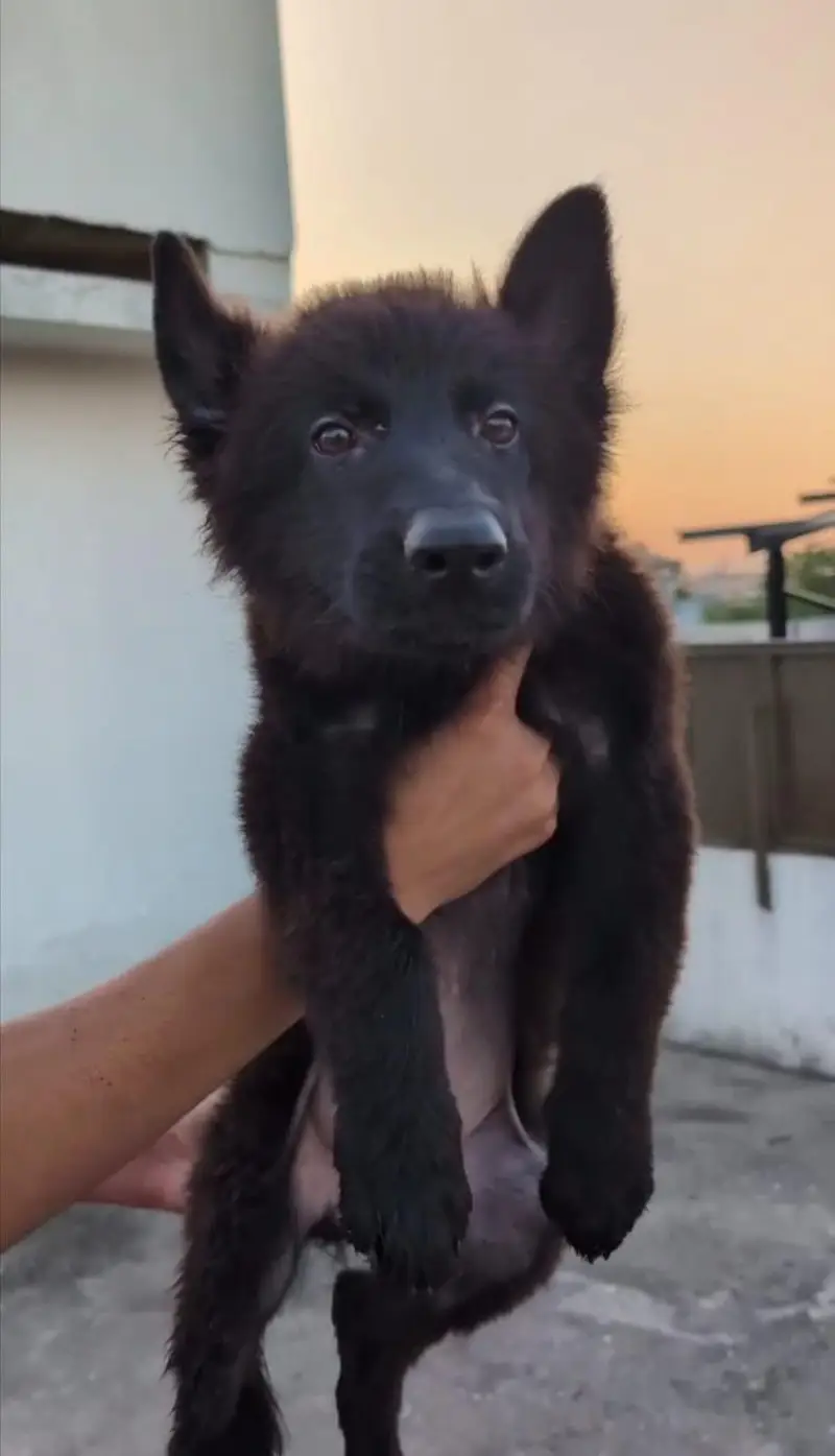 2 vaccine ok hay long coat king shepherd male — photo 4