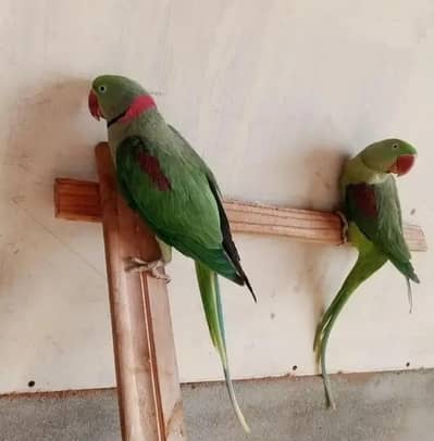 Kashmiri Raw Breader Pair
