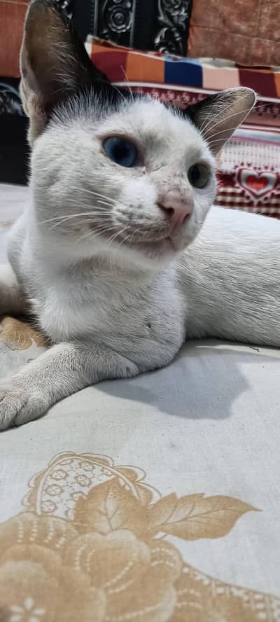 white young cat double color eyes. . . . .