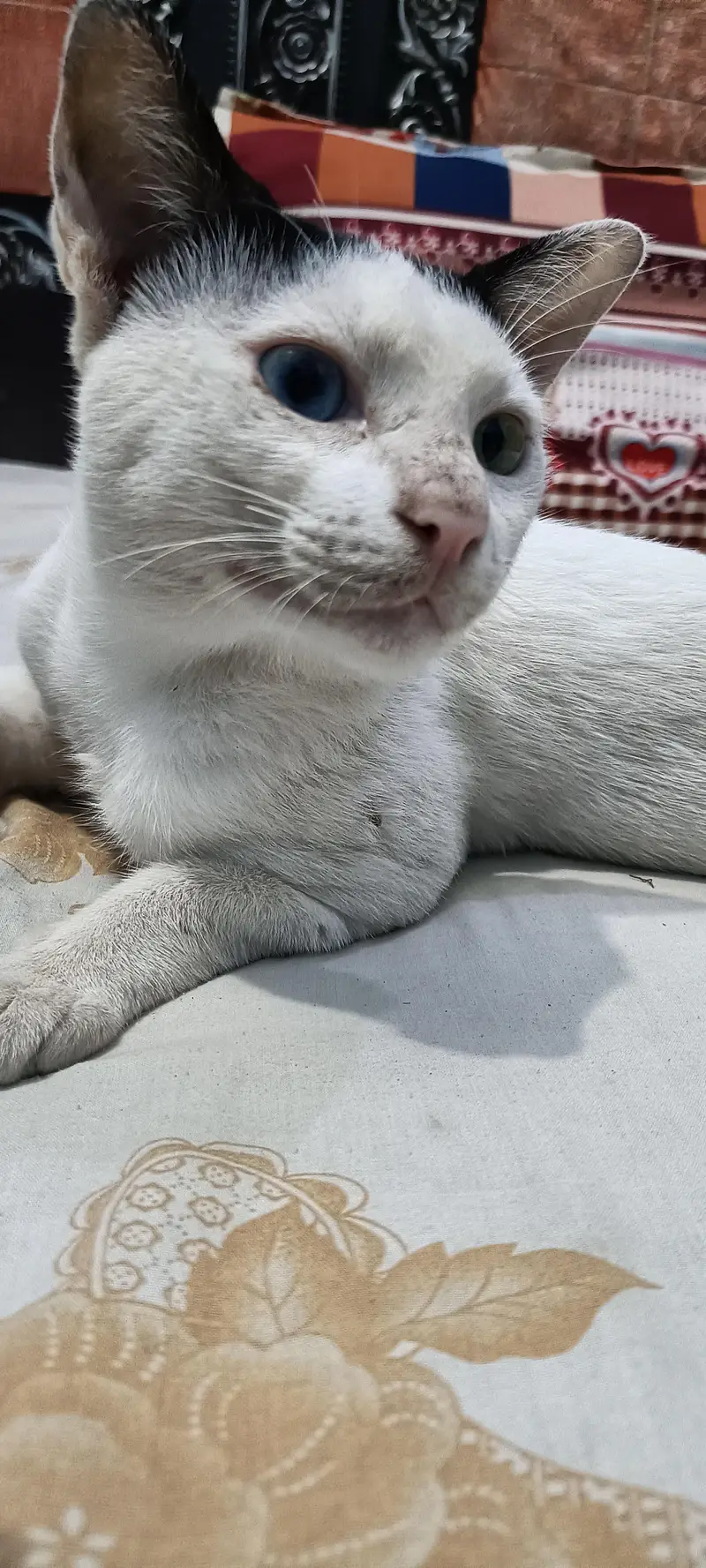 white young cat double color eyes. . . . .