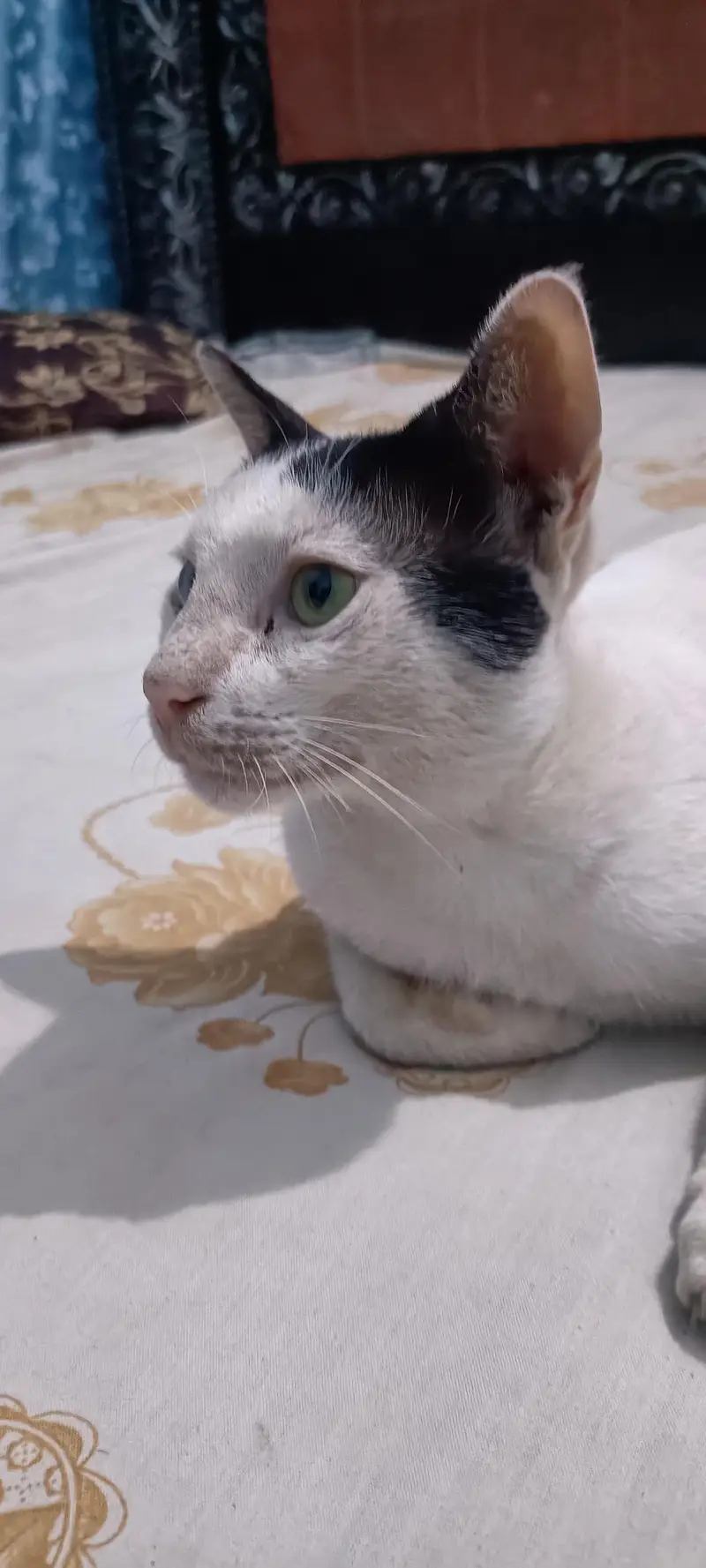white young cat double color eyes. . . . . — photo 2