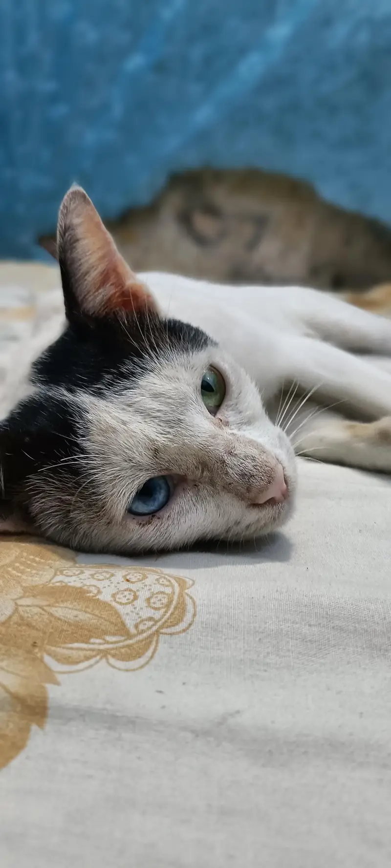 white young cat double color eyes. . . . . — photo 3