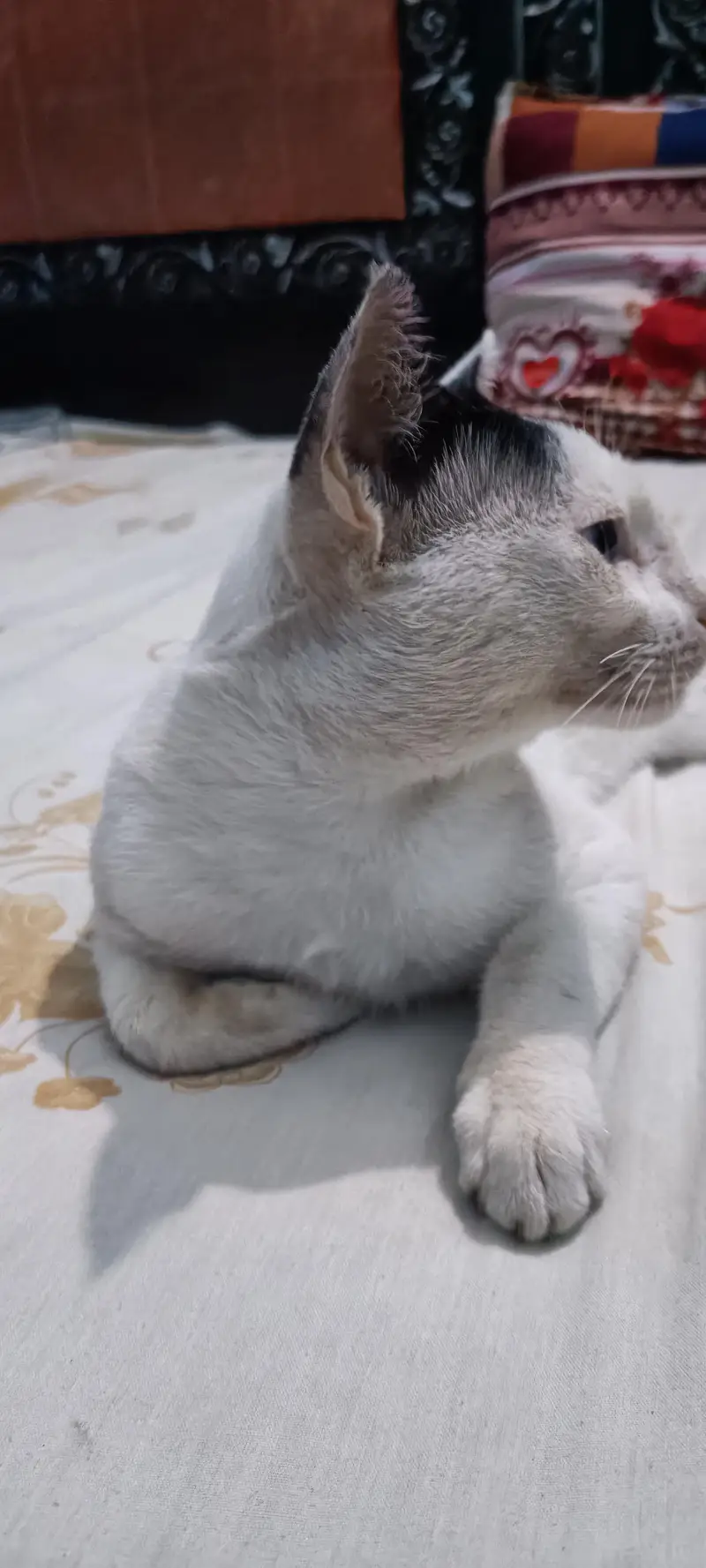 white young cat double color eyes. . . . . — photo 4