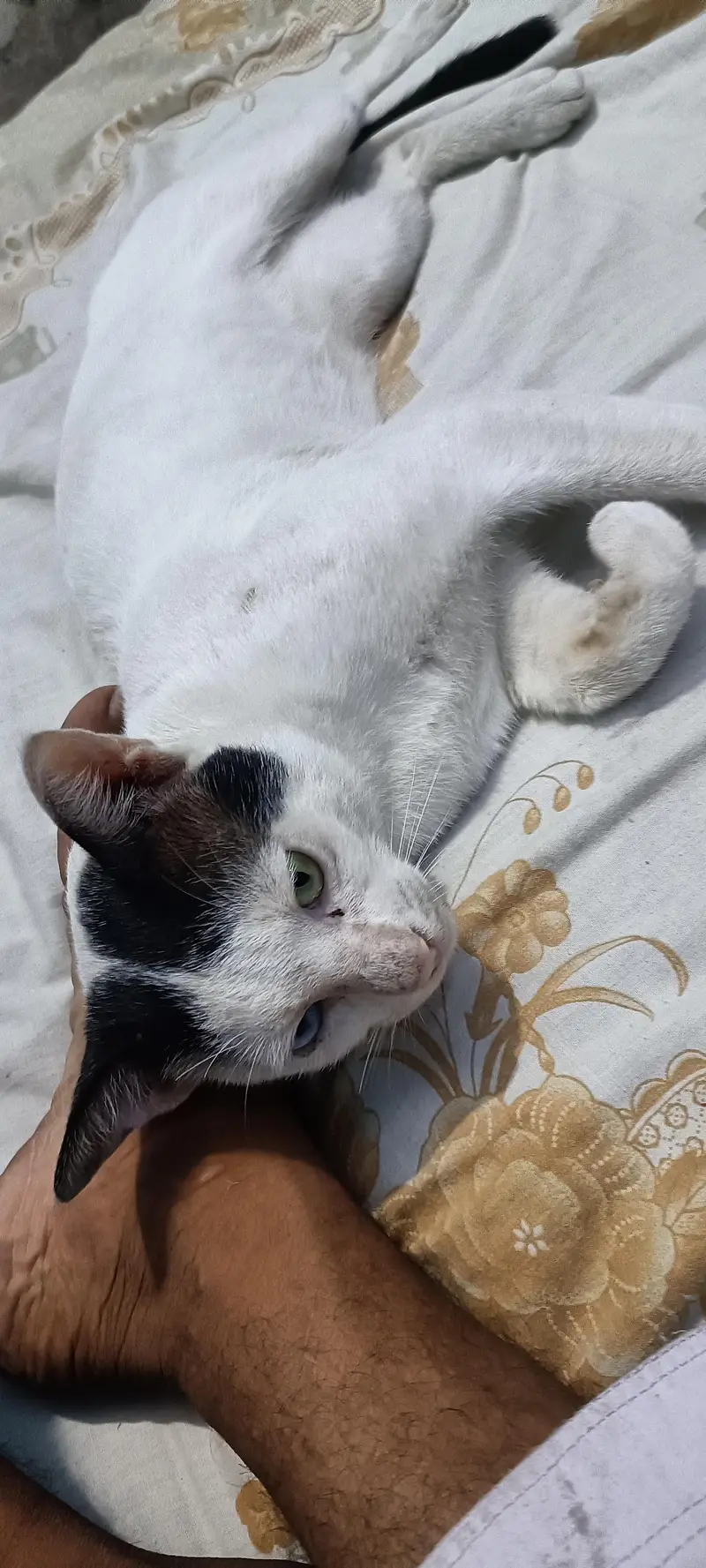 white young cat double color eyes. . . . . — photo 5