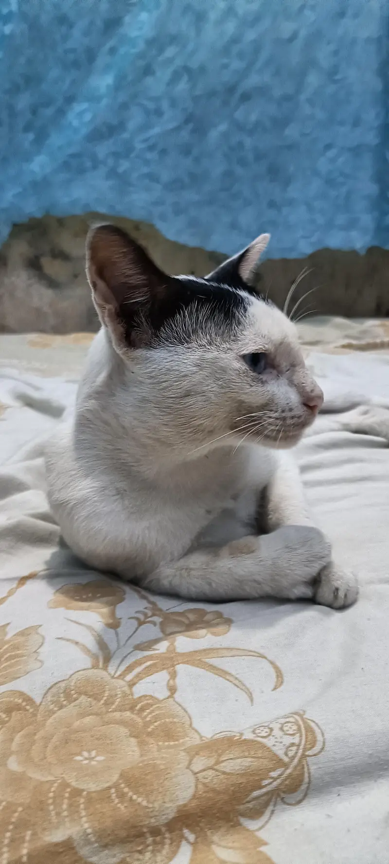 white young cat double color eyes. . . . . — photo 6