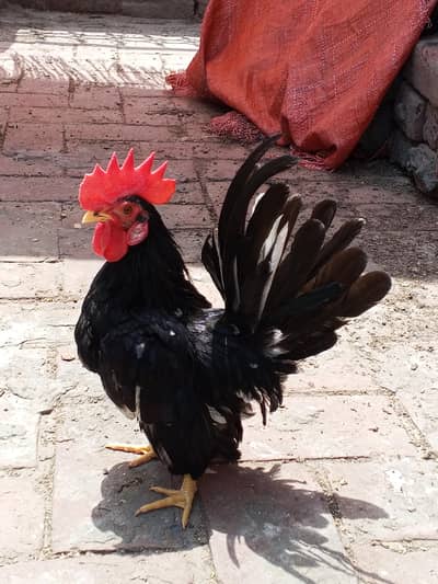 Black Mottled Japanese Bantam