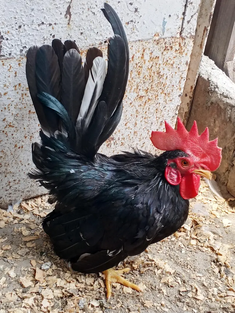 Black Mottled Japanese Bantam — photo 2