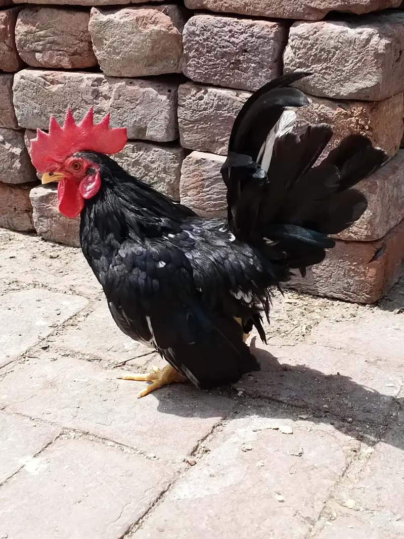 Black Mottled Japanese Bantam — photo 3