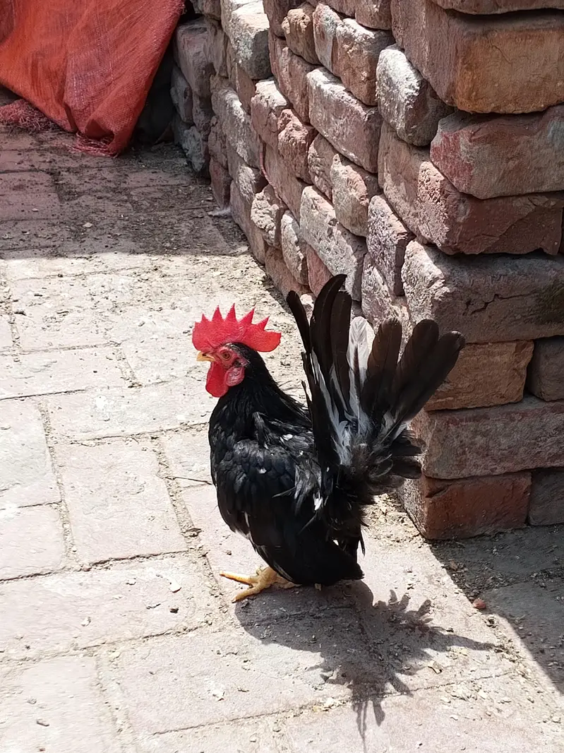 Black Mottled Japanese Bantam — photo 4
