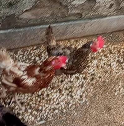 hens for sale