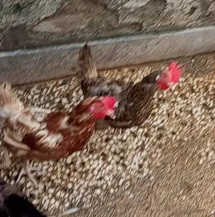 hens for sale