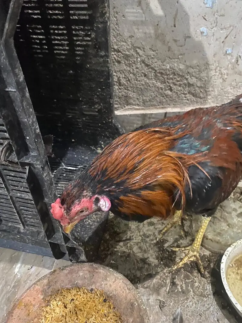 home breed baap bete — photo 3