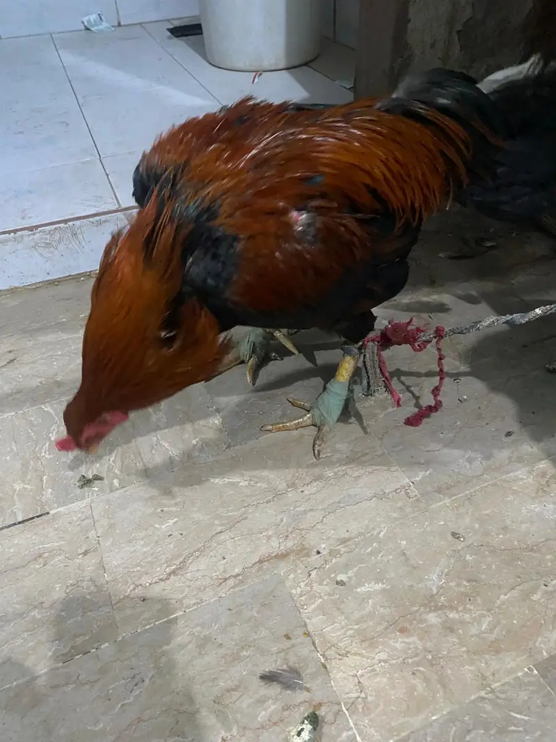 home breed baap bete — photo 4