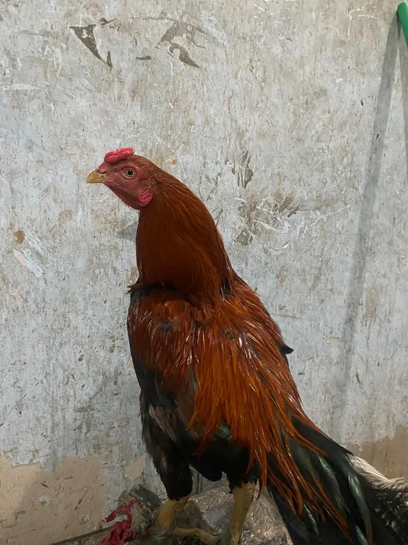 home breed baap bete — photo 5