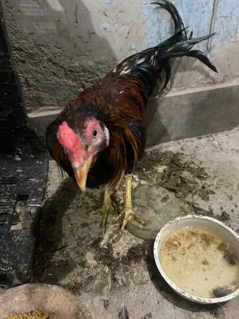 home breed baap bete — photo 6