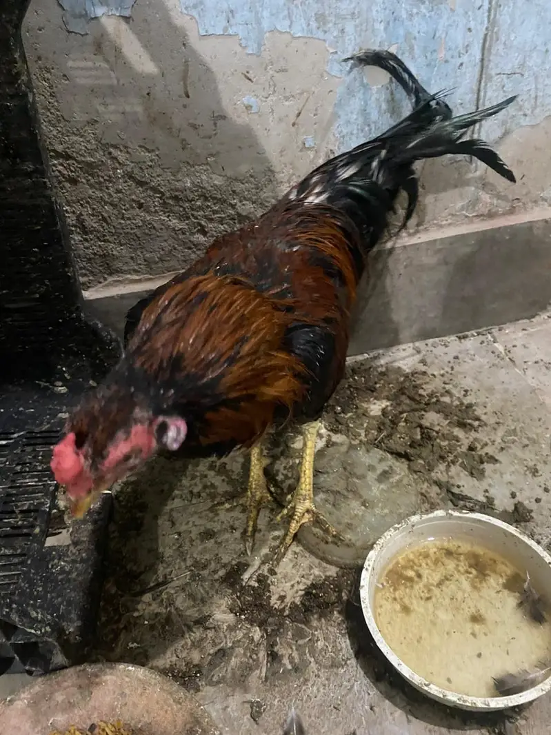 home breed baap bete — photo 8
