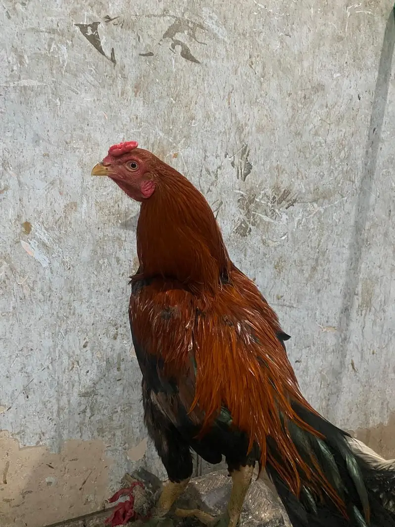 home breed baap bete — photo 9