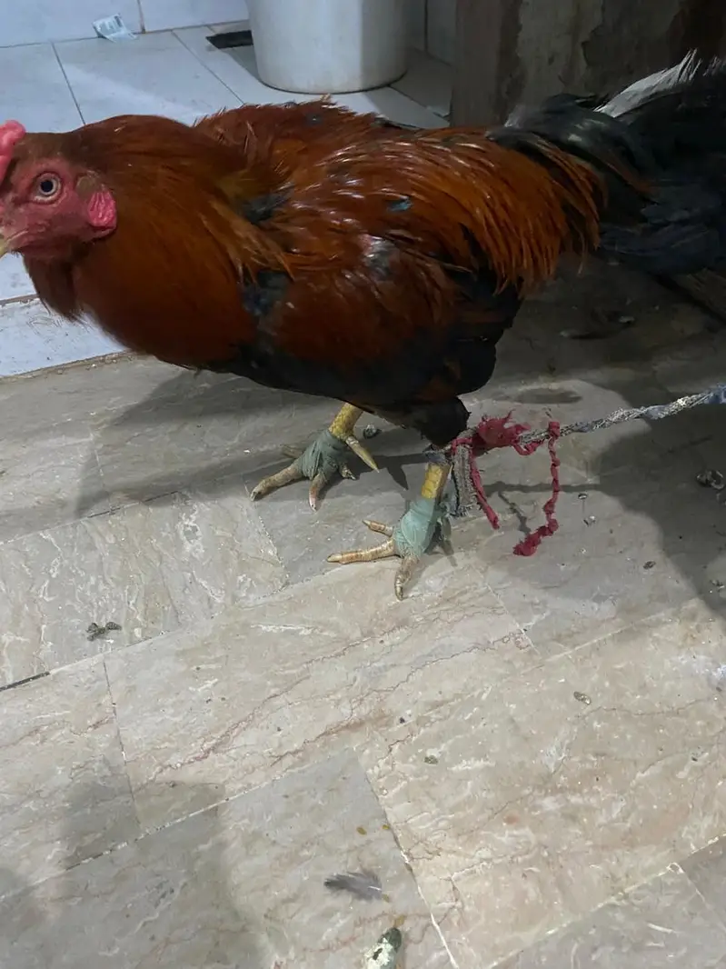 home breed baap bete — photo 10
