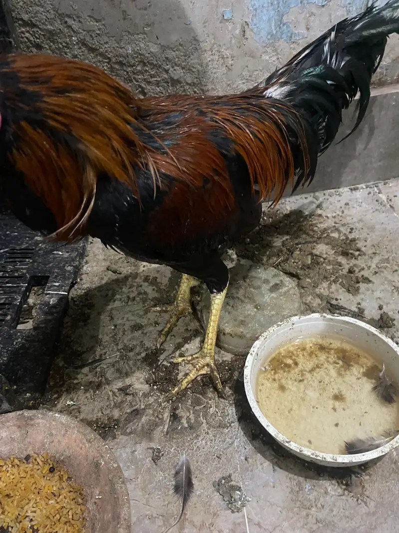 home breed baap bete — photo 12