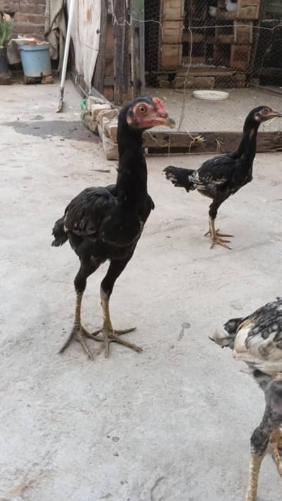 High quality Adeel Pair for sale