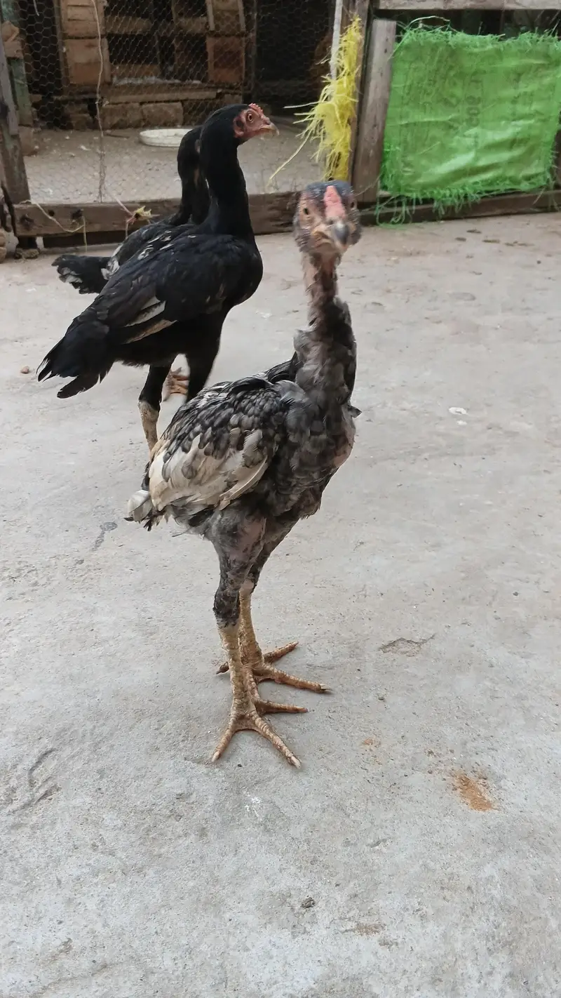 High quality Adeel Pair for sale — photo 2