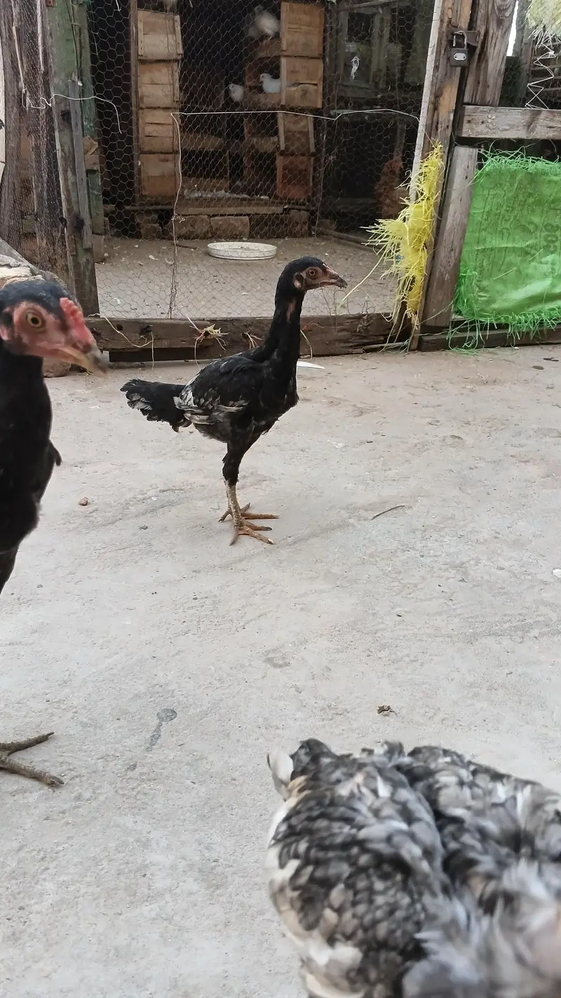 High quality Adeel Pair for sale — photo 4