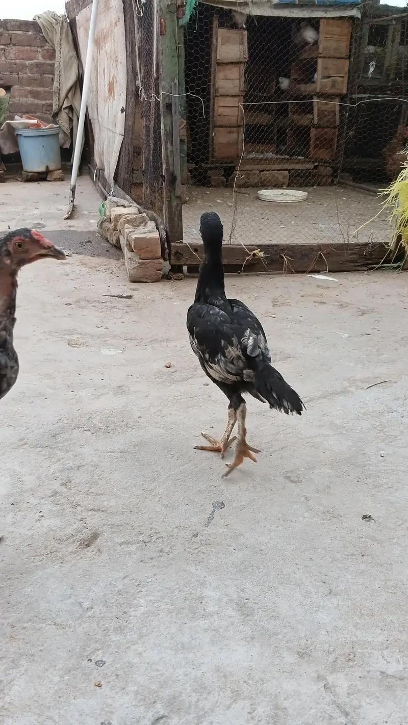 High quality Adeel Pair for sale — photo 5