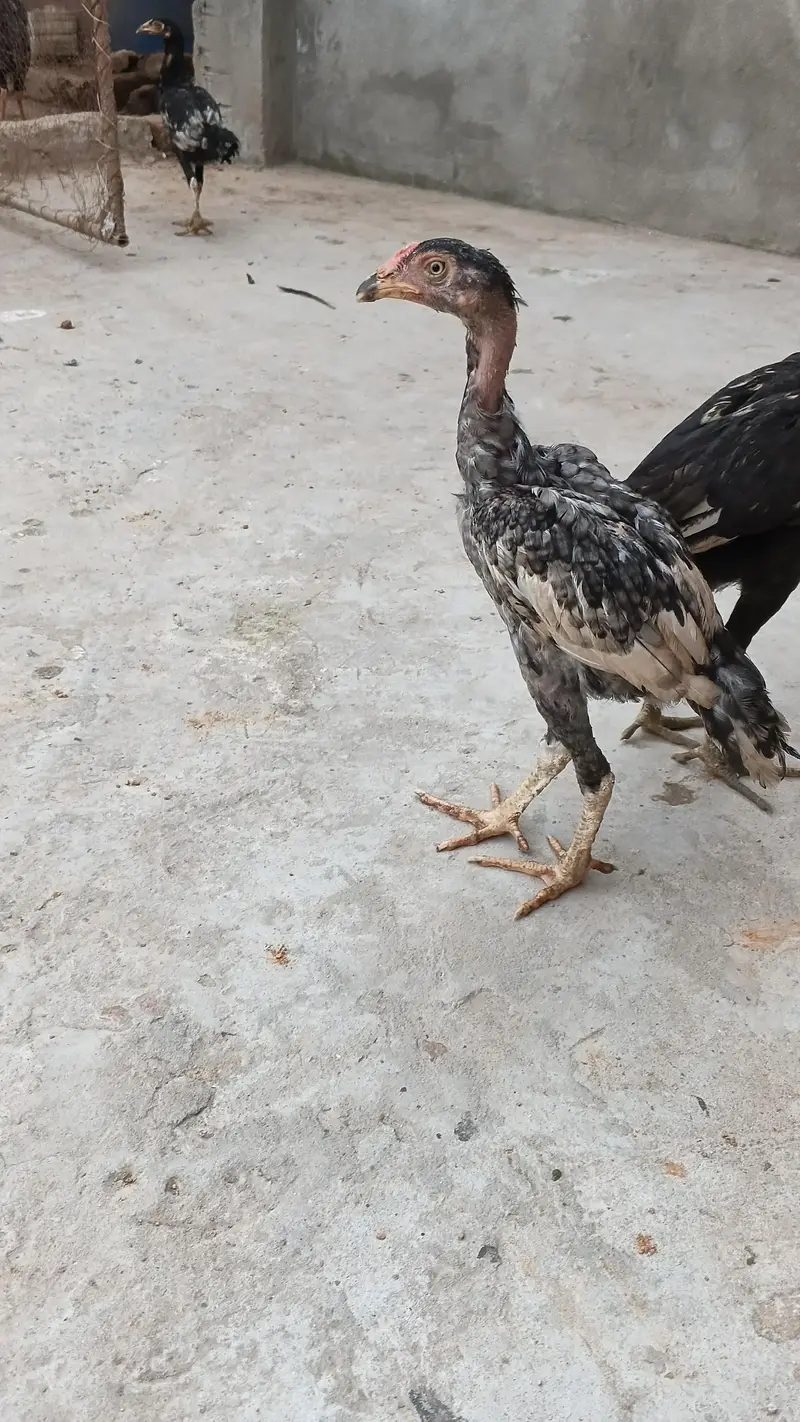 High quality Adeel Pair for sale — photo 6