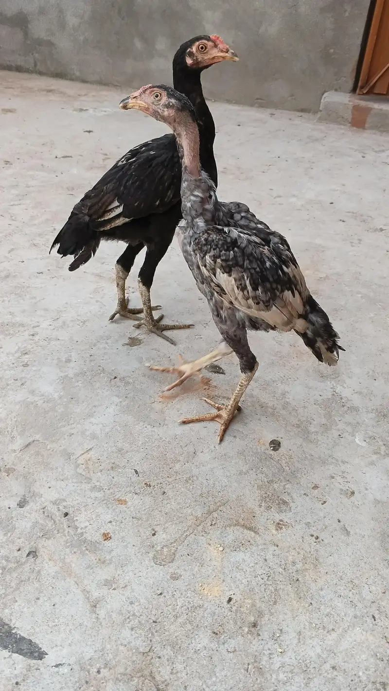 High quality Adeel Pair for sale — photo 7