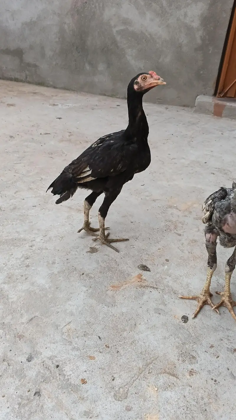 High quality Adeel Pair for sale — photo 8